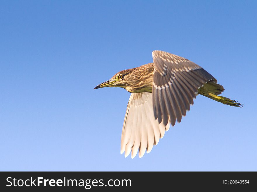 Black-Crowned Night-Heron immature in flight / Nycticorrax nycticorax. Black-Crowned Night-Heron immature in flight / Nycticorrax nycticorax