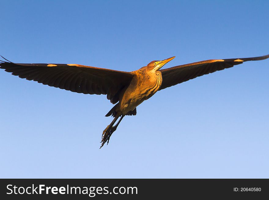 Purple heron in flight  (A
