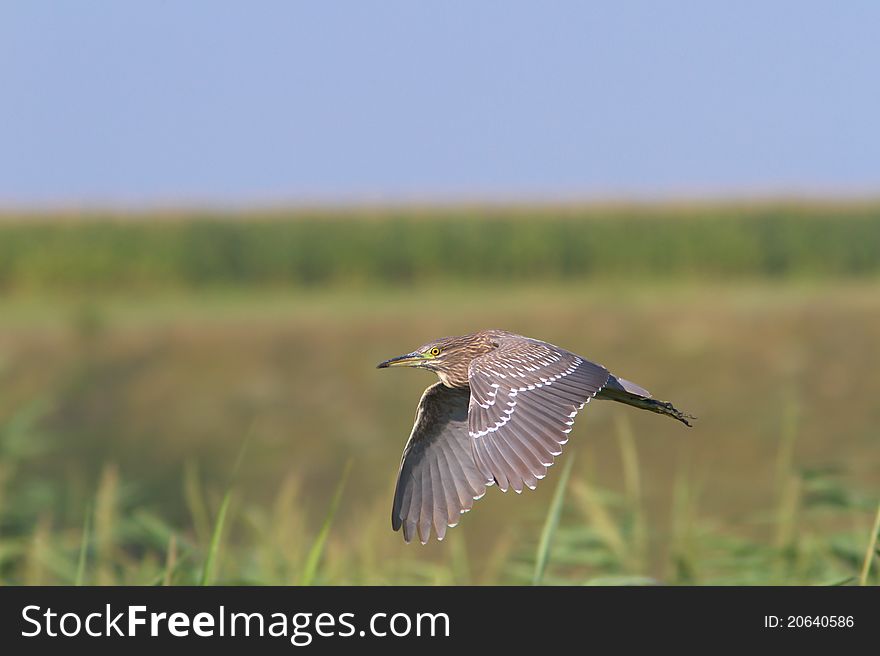 Night-Heron Immature In Flight / Nycticorrax Nycti