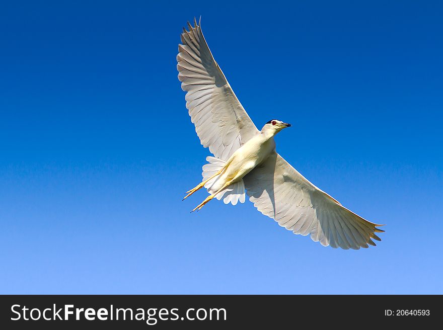 Black-Crowned Night-Heron / Nycticorrax nycticorax. Black-Crowned Night-Heron / Nycticorrax nycticorax