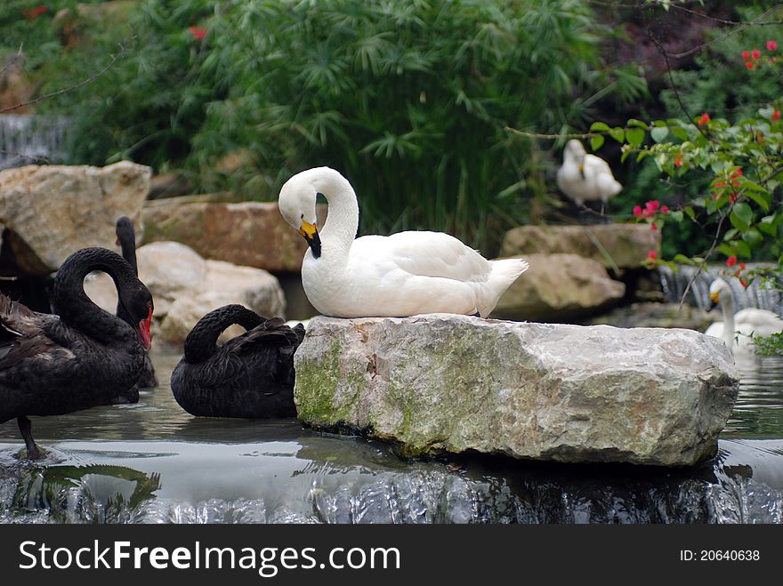 White and black swans have a rest in stream. White and black swans have a rest in stream