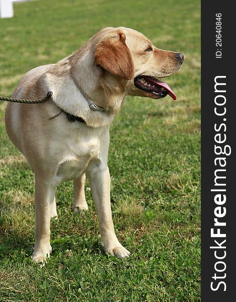 Portrait of an adult male Labrador retriever in the meadow. Portrait of an adult male Labrador retriever in the meadow