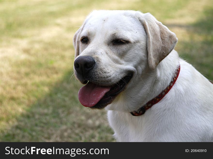 Portrait of an adult male Labrador retriever in the meadow. Portrait of an adult male Labrador retriever in the meadow