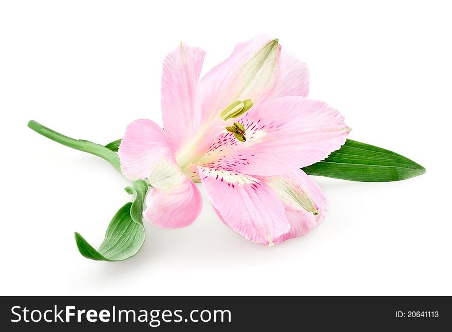 Pink alstroemeria isolated on white background