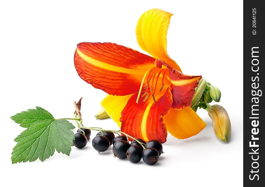 Lily and black currant isolated on white background