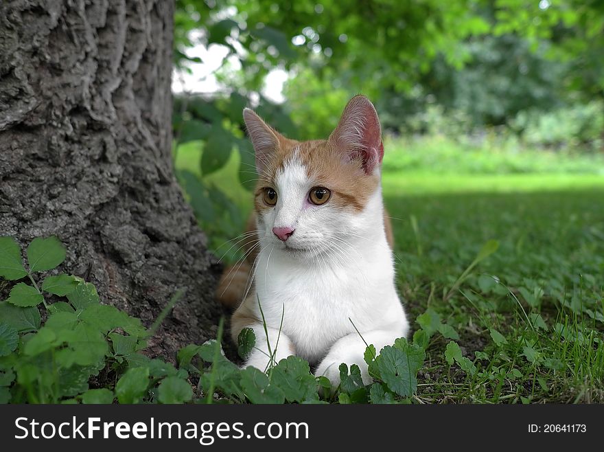 Tomcat sitting near a tree in the garden.