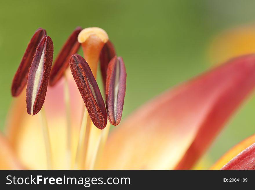 Close up of stamens of a red lily