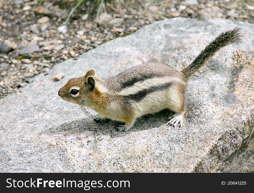 Squirrel on rock in search of food