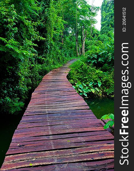 Rope walkway through the treetops in a rain forest