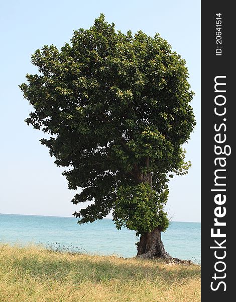 Really relaxed when a tree sitting on the beach. Really relaxed when a tree sitting on the beach