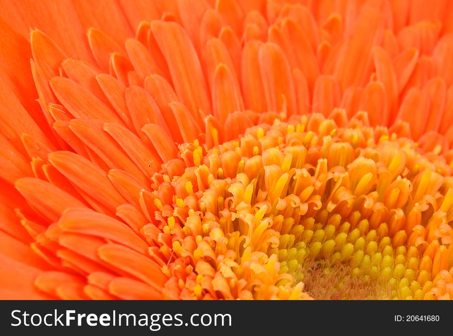 Close up of Orange daisy-gerbera.