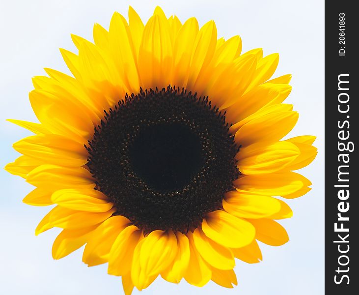 Close up of yellow sun flower. Close up of yellow sun flower
