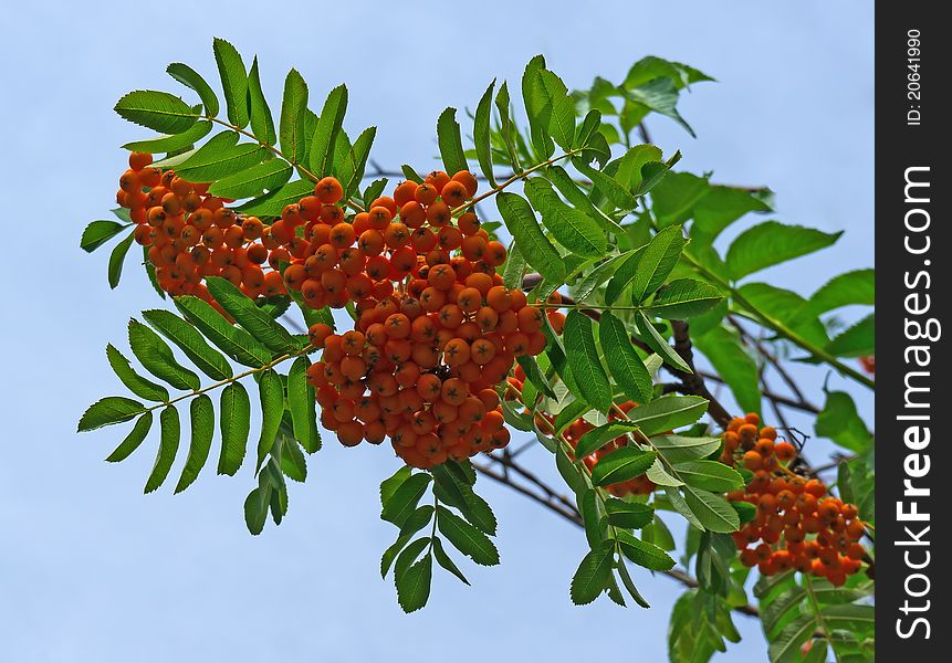 Rowan berries naturally hanging on the tree.