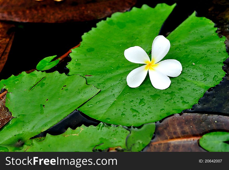 A plumeria on lotus leaf