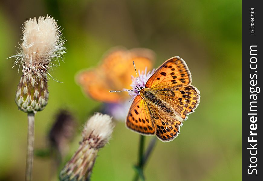 Scarce Copper Butterfly on a thistle