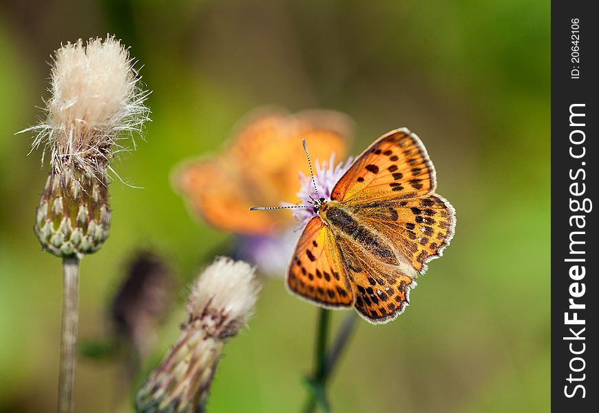 Scarce Copper Butterfly