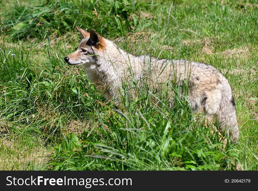 Walking coyote