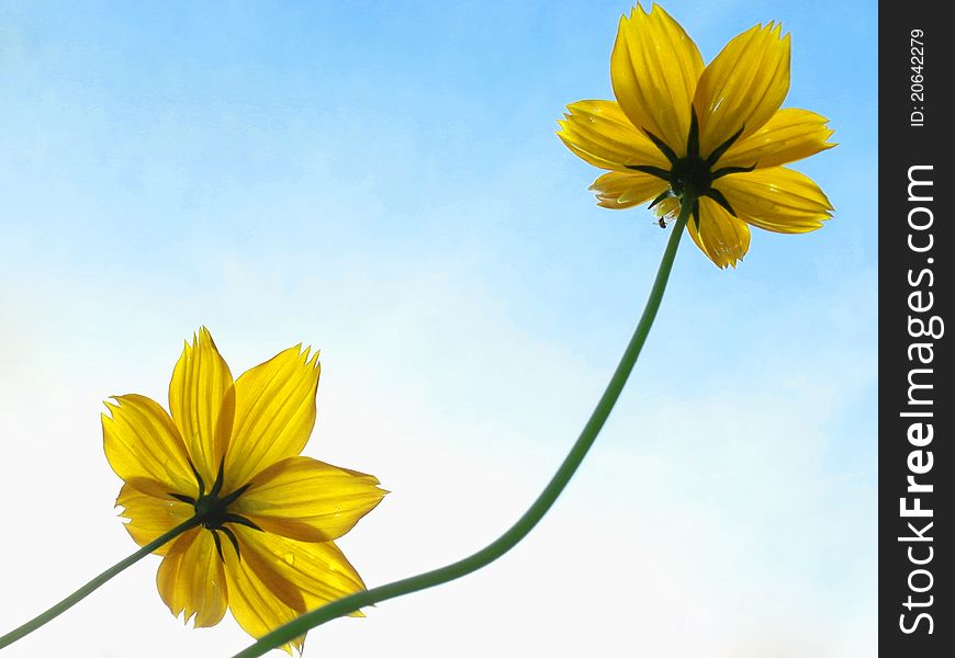 Yellow Cosmos in the blue sky