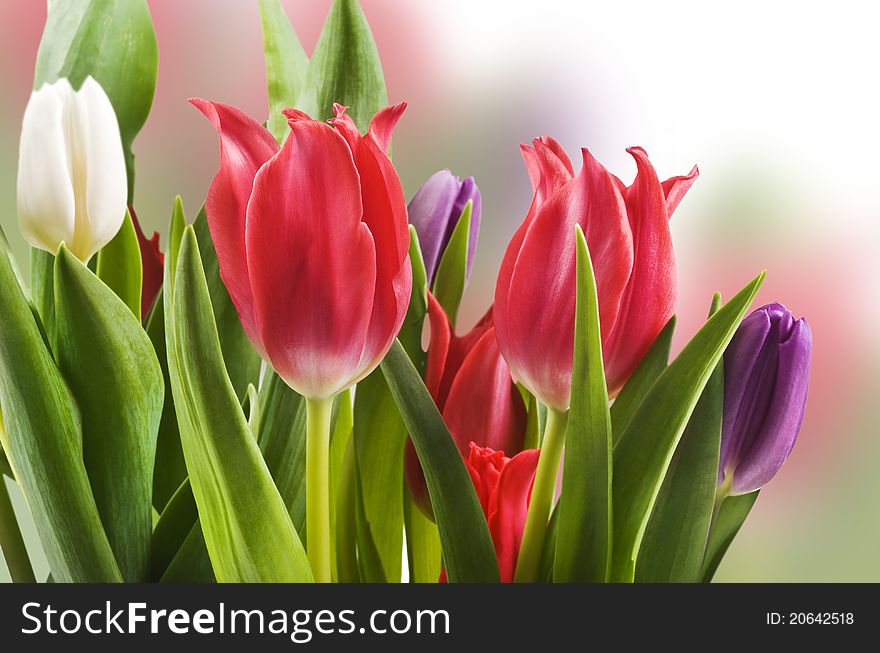Red white and purple tulips in a field