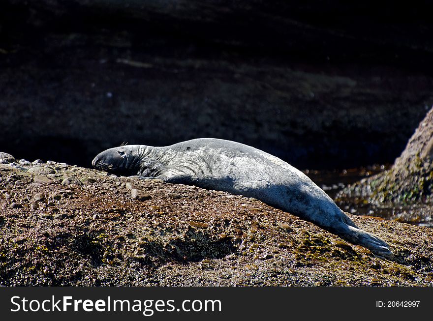 Gray seal taking some sun in percé québec canada