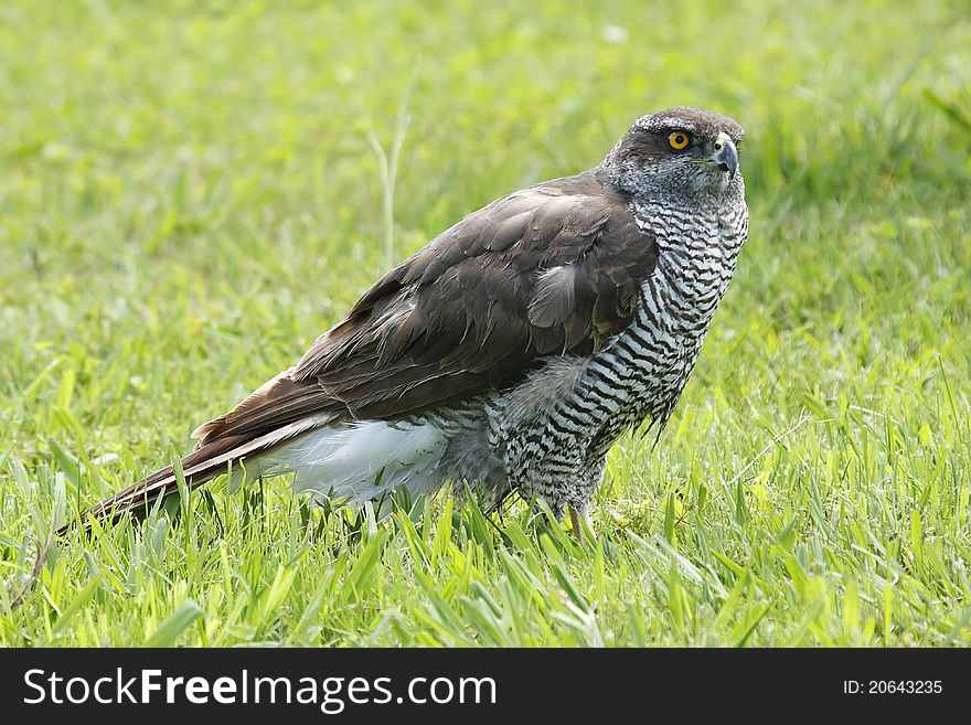 A copy of Goshawk used in falconry. A copy of Goshawk used in falconry