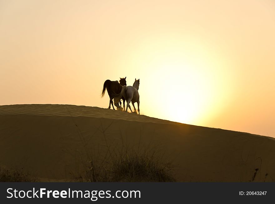Arabian Horses in the Arabian Desert during sunset