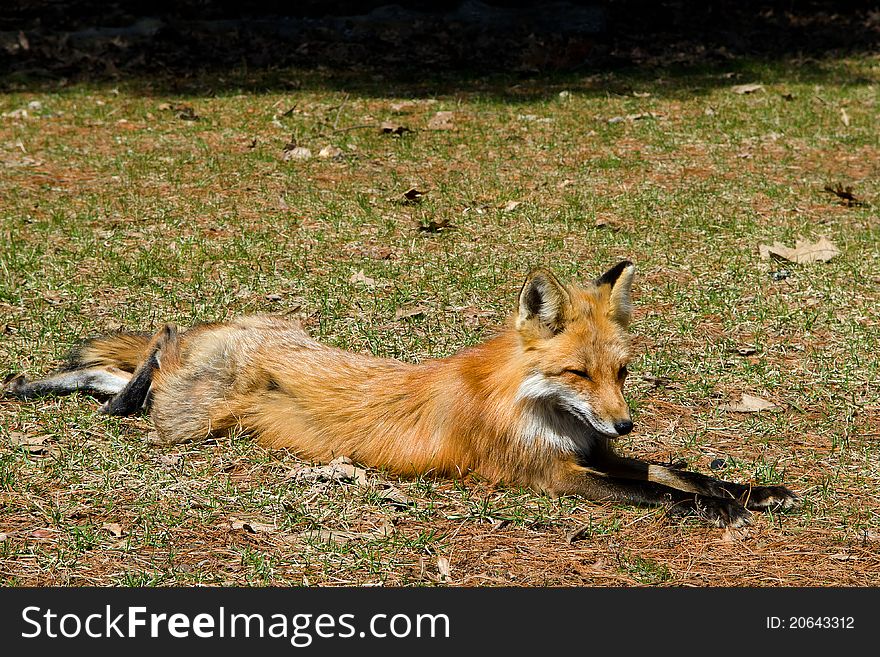 Red fox sleeping on the grass. Picture took in Oka National Park, QC. Red fox sleeping on the grass. Picture took in Oka National Park, QC