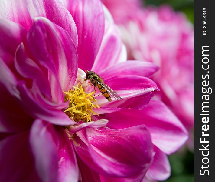 Pink flower with wasp