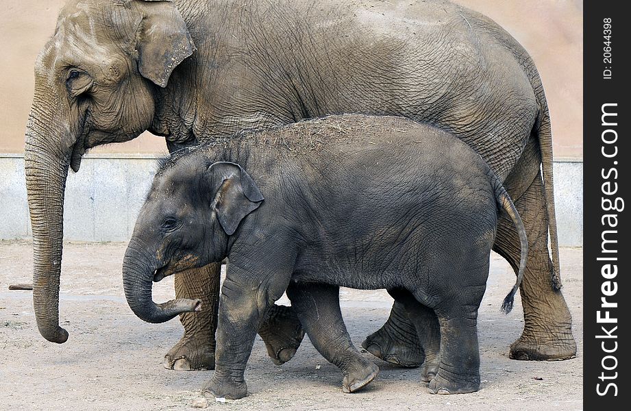 Elephant and baby elephant at the watering. Elephant and baby elephant at the watering