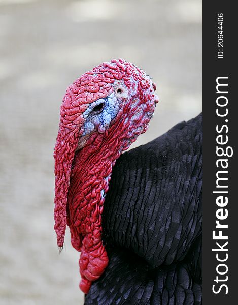 Larger image red turkey-cock