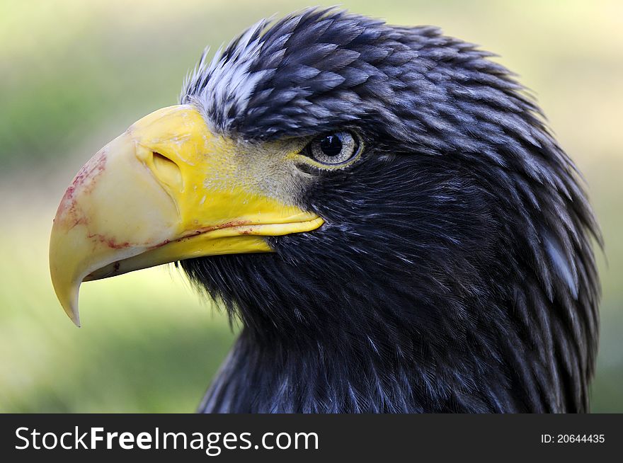 Eagle's head with a large beak hischnym