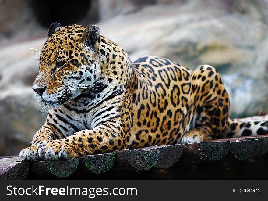 Portrait of leopard, which rests. Portrait of leopard, which rests