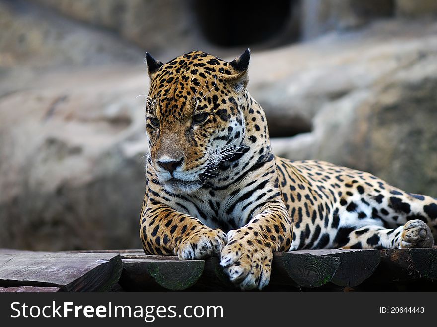 Portrait of leopard, which rests. Portrait of leopard, which rests