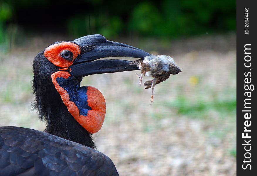 Southern Ground Hornbill; Bucorvus Leadbeateri; South Africa. In its beak caught sparrow. Southern Ground Hornbill; Bucorvus Leadbeateri; South Africa. In its beak caught sparrow