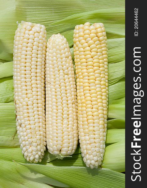 Corn against green leaves background. Corn against green leaves background.