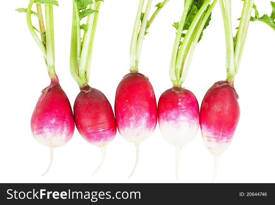 Five fresh garden radishes isolated over white background