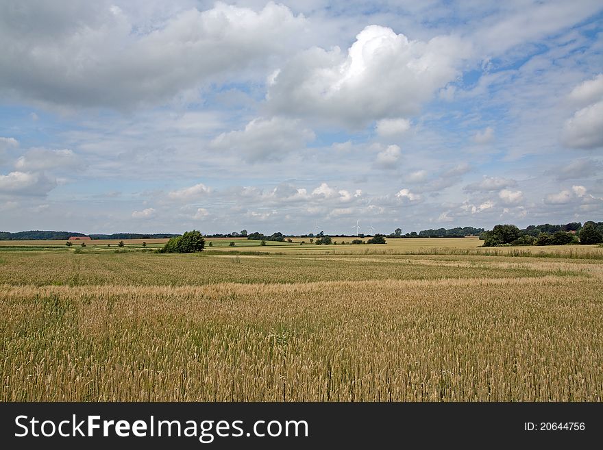 Landscape with typical golden wheat on Funen in Denmark