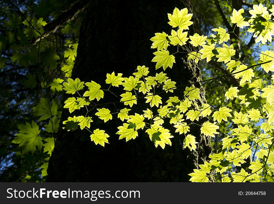 Leaves on a tree with sunlight shining thougfh them