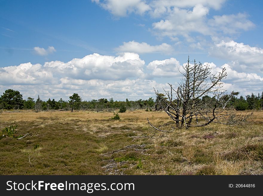 Landscape with grass, blue sky and dead trees on Romo in Denmark. Landscape with grass, blue sky and dead trees on Romo in Denmark