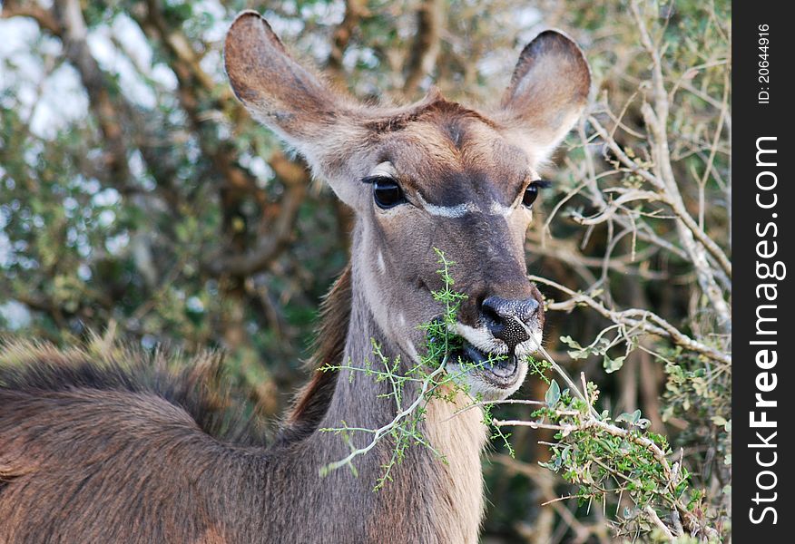 Kudu female biting off a twig; early morning sun. Kudu female biting off a twig; early morning sun