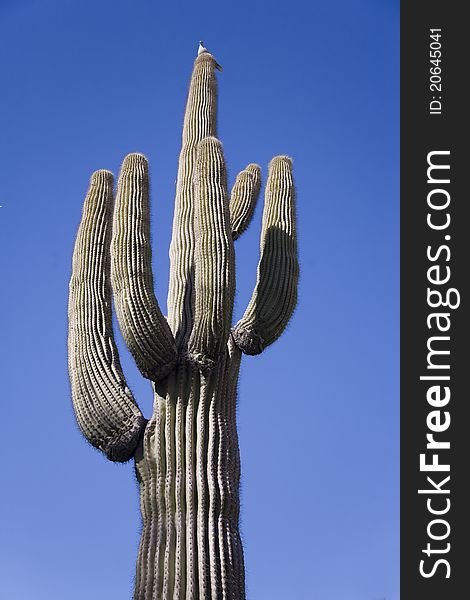 Towering Saguaro With Bird On Top