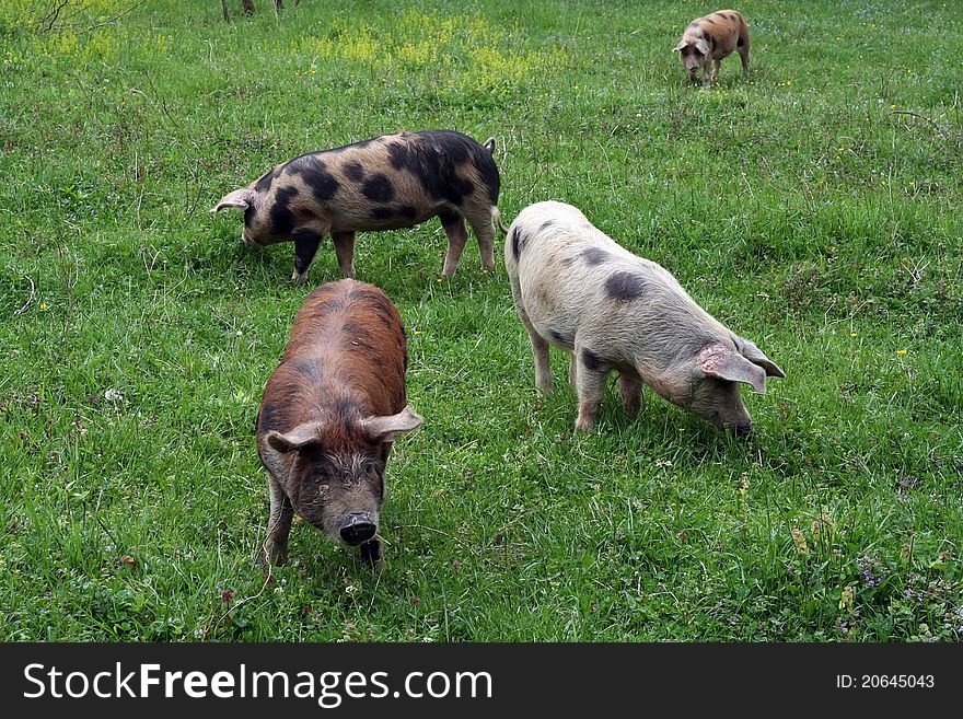 Pigs grazing.
Svines grazing on the field.