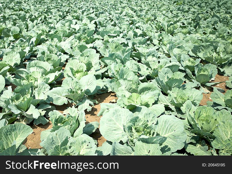 Rows of salad, cabbage on an agriculture field