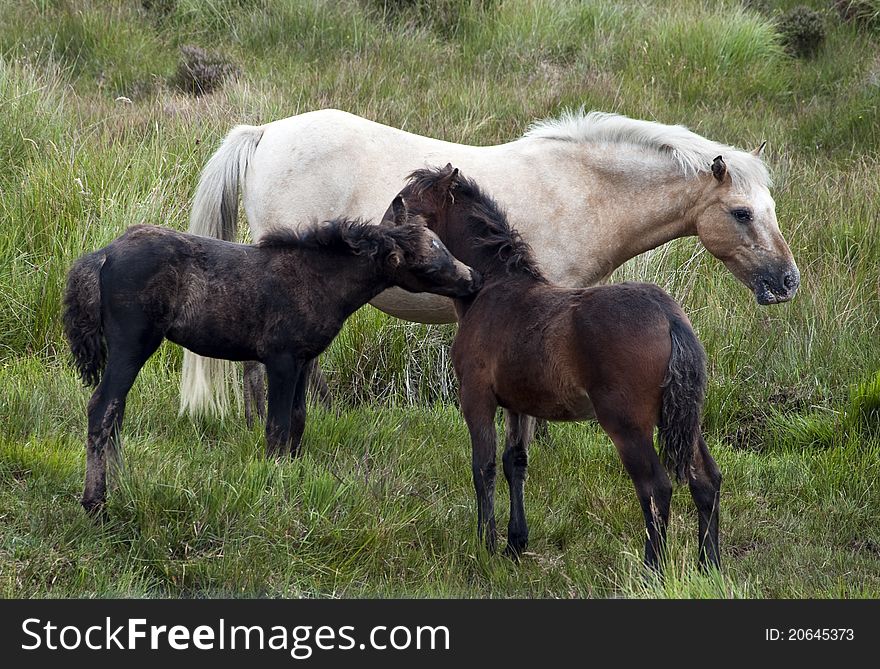 Dartmoor Pony in Dartmoor National Park. Dartmoor Pony in Dartmoor National Park