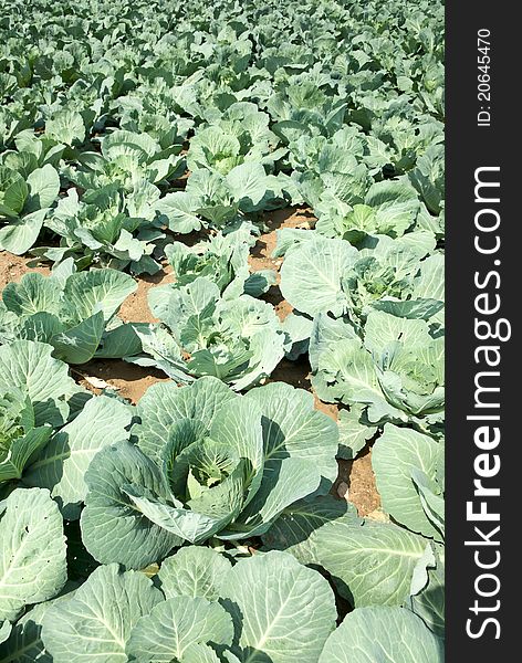 Rows of salad, cabbage on an agriculture field