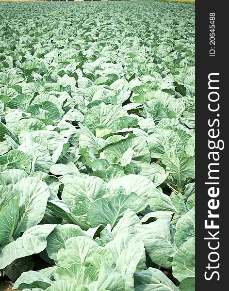 Rows of salad, cabbage on an agriculture field