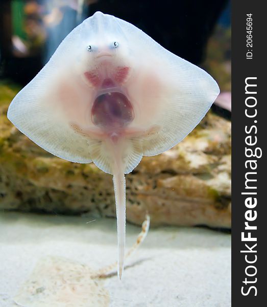 The alien-like underside of a small stingray showing its anatomical features. The alien-like underside of a small stingray showing its anatomical features.
