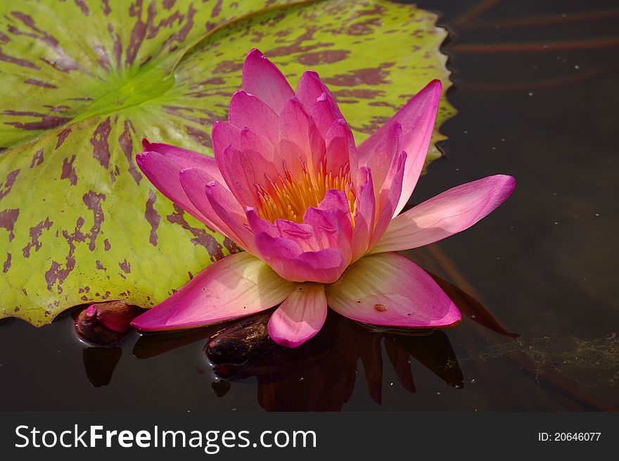 Gorgeous Water Lily, Seerose