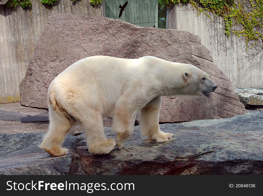 Polar bear in the zoo's pavilion, male