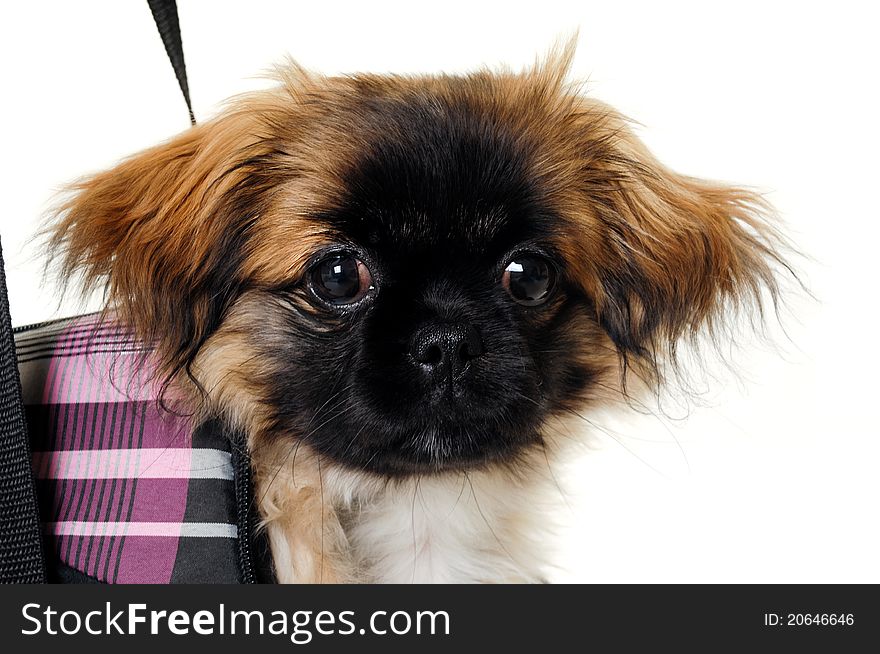 A sweet puppy in transportation bag. Taken on a white background. A sweet puppy in transportation bag. Taken on a white background